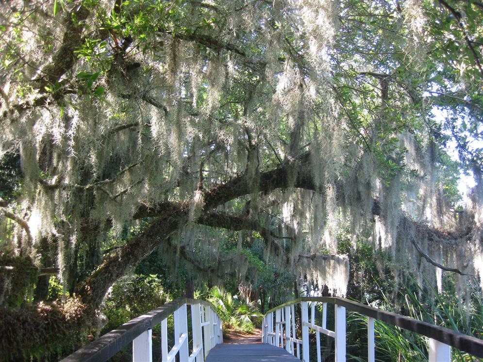 Magnolia Plantation and Gardens | Charleston South Carolina | Real ...